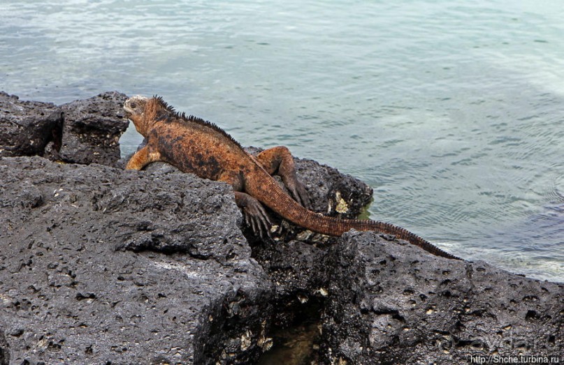 Playa Mansa — идеальная бухта для купания и неги