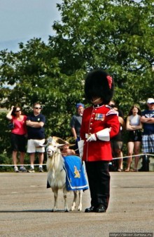Альбом отзыва "По плацу козла водили"