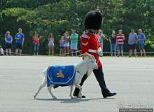 По плацу козла водили