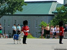 По плацу козла водили