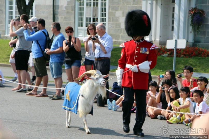 По плацу козла водили