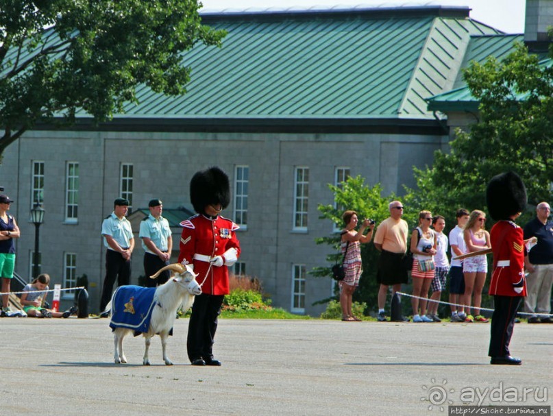 По плацу козла водили