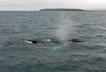 Удачная фотоохота на китов в бухте Хусавик