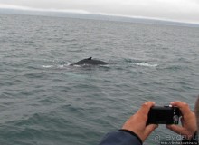 Удачная фотоохота на китов в бухте Хусавик