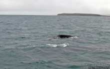 Удачная фотоохота на китов в бухте Хусавик