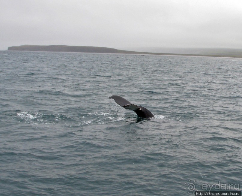 Удачная фотоохота на китов в бухте Хусавик
