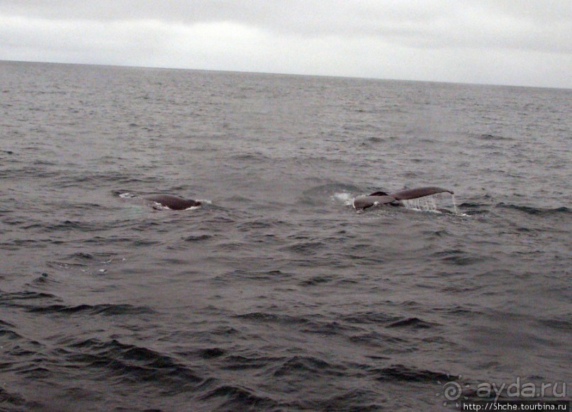 Удачная фотоохота на китов в бухте Хусавик