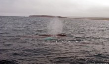 Удачная фотоохота на китов в бухте Хусавик