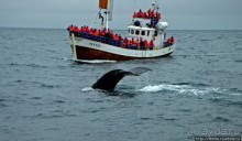 Удачная фотоохота на китов в бухте Хусавик