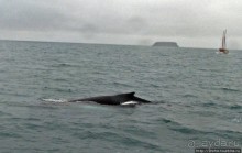 Удачная фотоохота на китов в бухте Хусавик