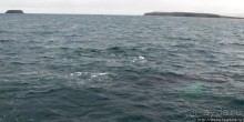 Удачная фотоохота на китов в бухте Хусавик