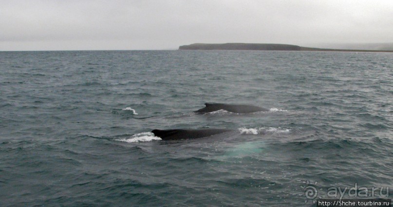 Удачная фотоохота на китов в бухте Хусавик