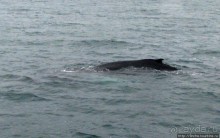 Удачная фотоохота на китов в бухте Хусавик