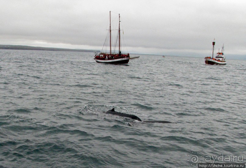 Удачная фотоохота на китов в бухте Хусавик