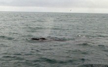 Удачная фотоохота на китов в бухте Хусавик