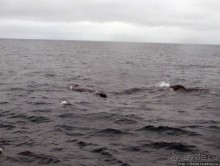 Удачная фотоохота на китов в бухте Хусавик