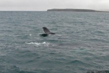 Удачная фотоохота на китов в бухте Хусавик