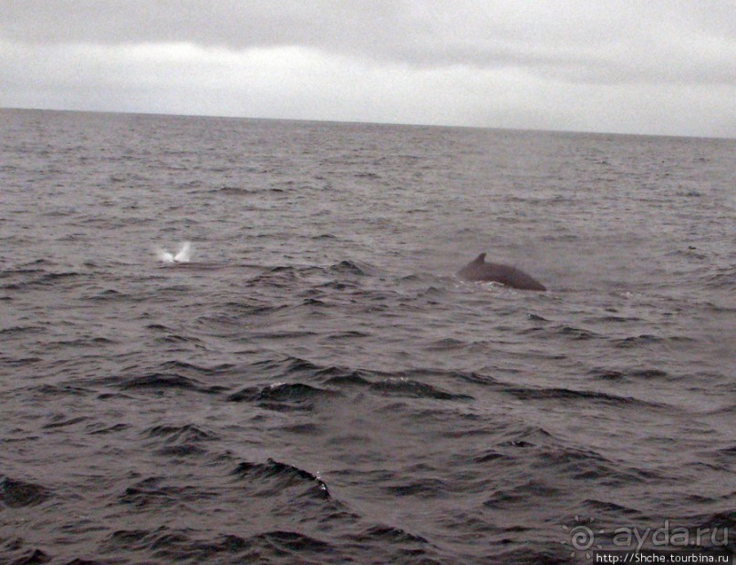 Удачная фотоохота на китов в бухте Хусавик