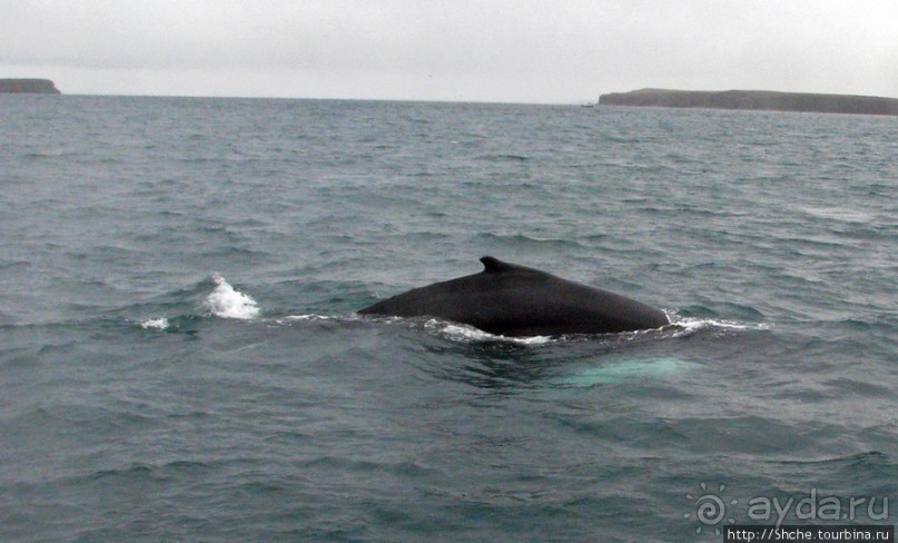 Удачная фотоохота на китов в бухте Хусавик