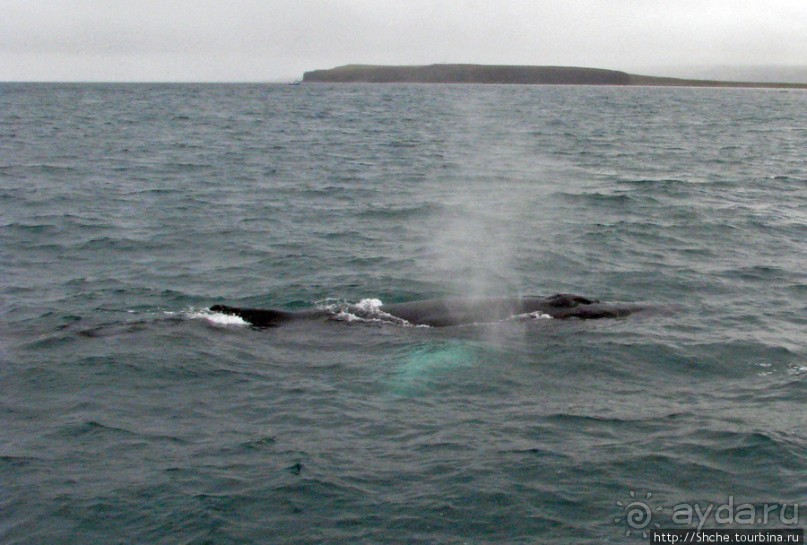 Удачная фотоохота на китов в бухте Хусавик