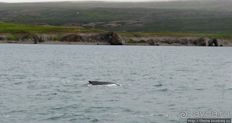 Удачная фотоохота на китов в бухте Хусавик