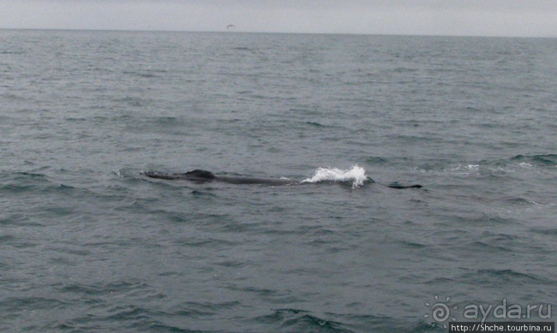 Удачная фотоохота на китов в бухте Хусавик