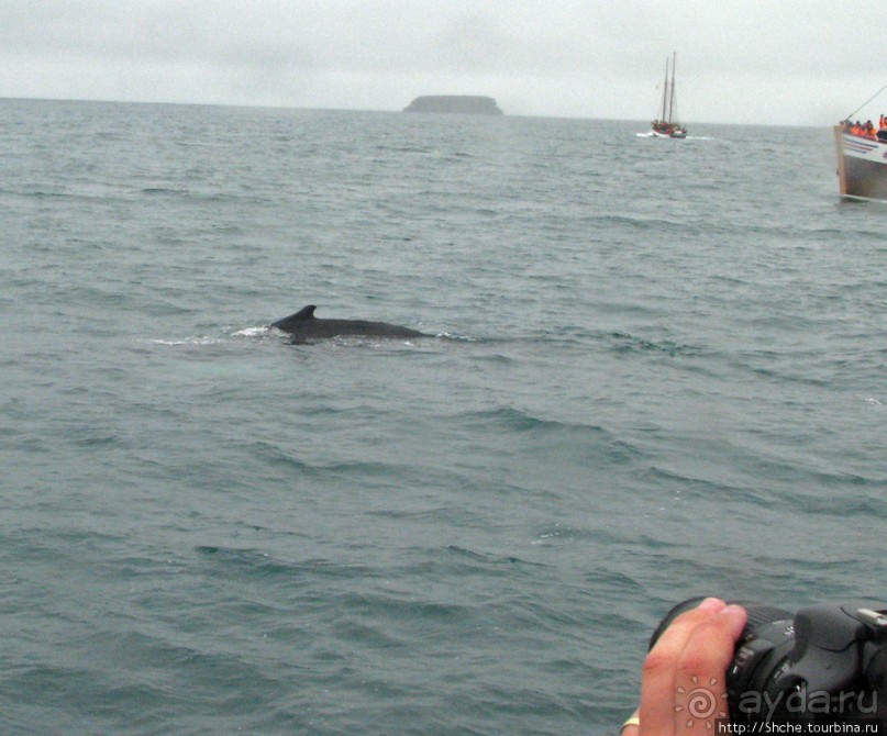 Удачная фотоохота на китов в бухте Хусавик