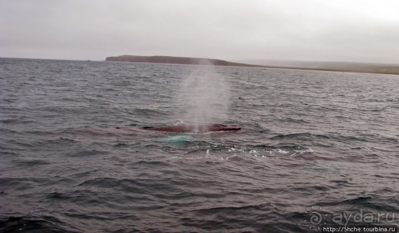 Удачная фотоохота на китов в бухте Хусавик