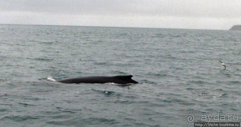 Удачная фотоохота на китов в бухте Хусавик