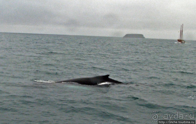 Удачная фотоохота на китов в бухте Хусавик