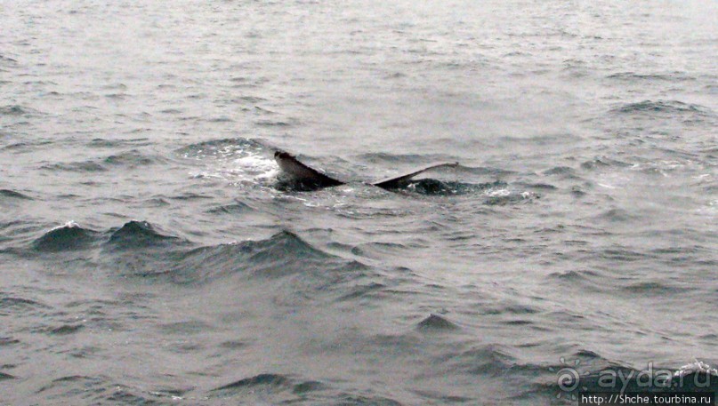 Удачная фотоохота на китов в бухте Хусавик