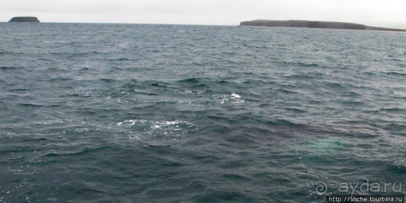 Удачная фотоохота на китов в бухте Хусавик