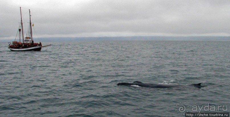 Удачная фотоохота на китов в бухте Хусавик