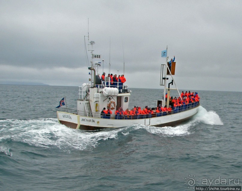 Удачная фотоохота на китов в бухте Хусавик