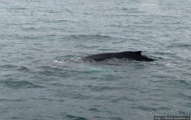 Удачная фотоохота на китов в бухте Хусавик