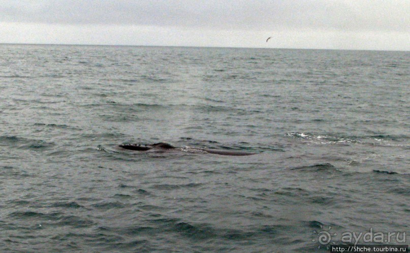 Удачная фотоохота на китов в бухте Хусавик