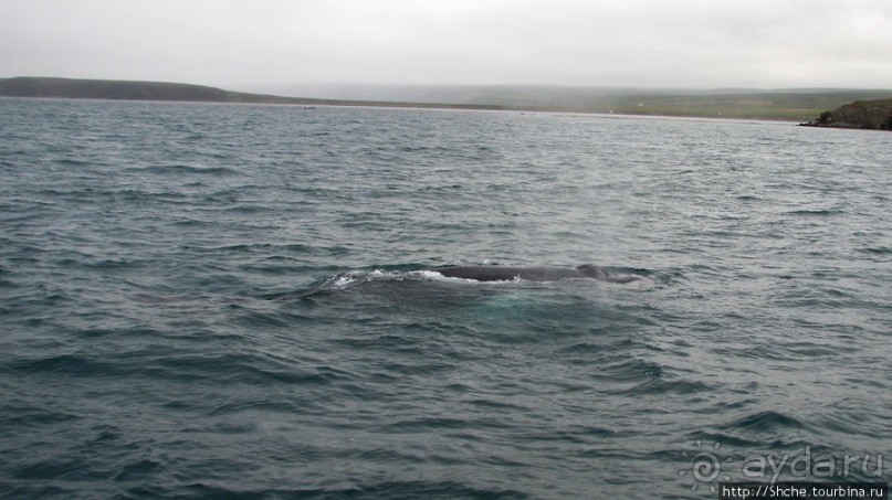 Удачная фотоохота на китов в бухте Хусавик