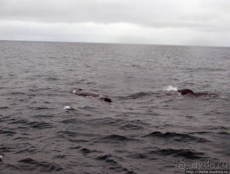 Удачная фотоохота на китов в бухте Хусавик