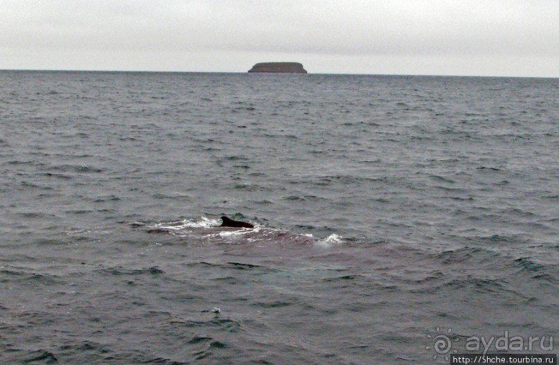 Удачная фотоохота на китов в бухте Хусавик