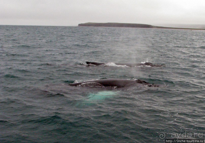 Удачная фотоохота на китов в бухте Хусавик