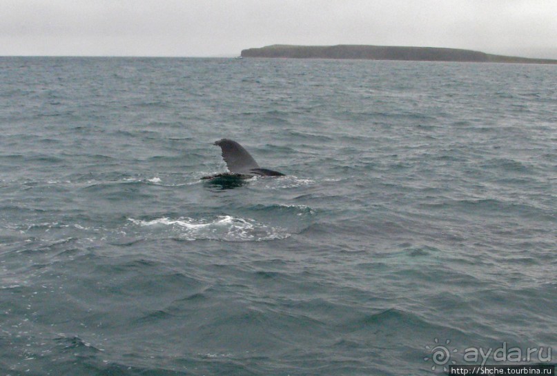 Удачная фотоохота на китов в бухте Хусавик