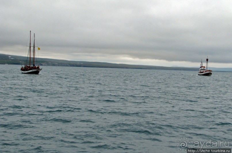 Удачная фотоохота на китов в бухте Хусавик