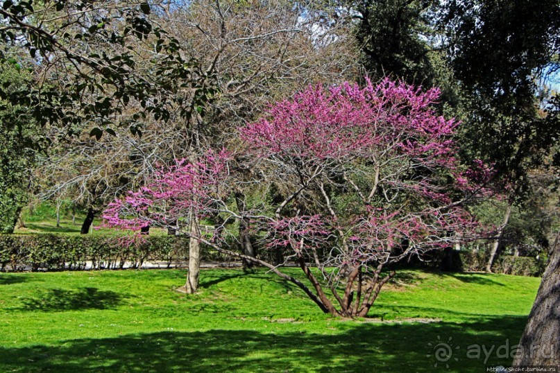 Первое апреля в парке Ретиро. Уже