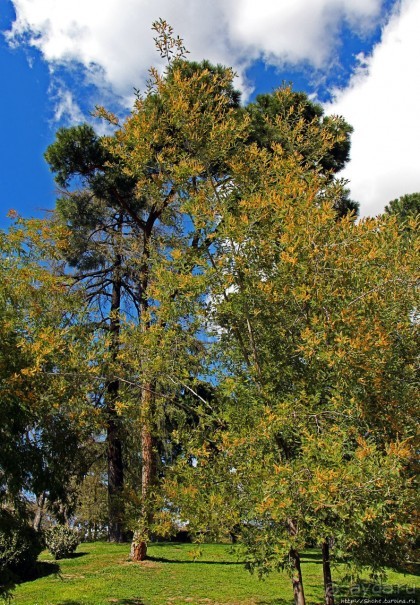 Первое апреля в парке Ретиро. Уже