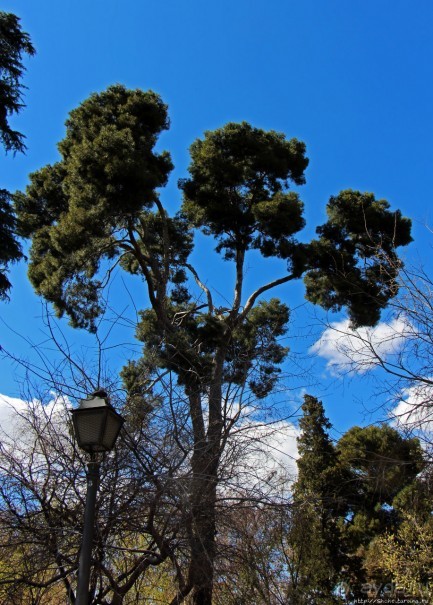 Первое апреля в парке Ретиро. Уже