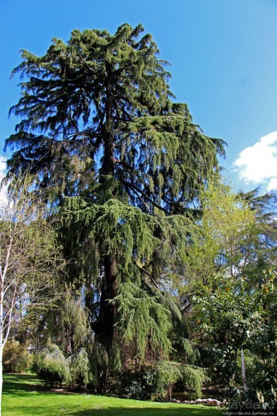 Первое апреля в парке Ретиро. Уже