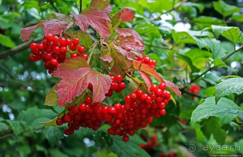 В гостях у Радуги. Что, где, когда и с кем