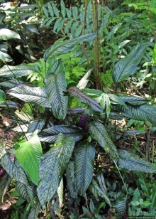 "Священный рай Гватемалы", или "Пространство вне Времени"