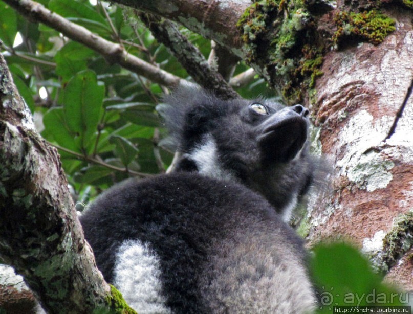 Знакомьтесь: индри — крупнейшие ныне живущие лемуры