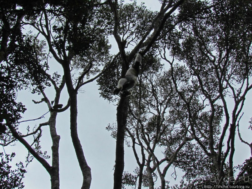 Знакомьтесь: индри — крупнейшие ныне живущие лемуры